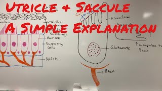 Utricle amp Saccule a Simple Explanation of How We Sense Motion [upl. by Eire]