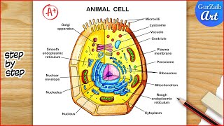 Animal Cell Diagram Drawing  Animal cell structure Labelled  Step by step [upl. by Rimidalb176]