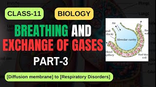 BREATHING AND EXCHANGE OF GASES CLASS11 BIOLOGY PART3 NCERT  CBSE 2025  IMS ACADEMY biology [upl. by Gilligan506]