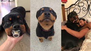 ROTTWEILER COMPILATION [upl. by Ainyt]