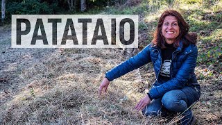 FARE UN PATATAIO IN SETTE PASSAGGI 🥔 COME COLTIVARE PATATE NEL BOSCO [upl. by Nosreme]