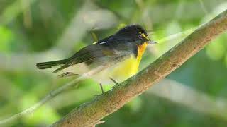 【野鳥】キビタキ おかざき自然体験の森 Narcissus Flycatcher OMSYSTEM OMDS OM1 4K【birdwatching】 [upl. by Nnyleimaj]