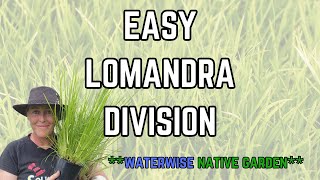 How to  Lomandra Division  Waterwise  Native Plant [upl. by Drolet]