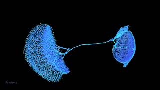 CT1 neuron [upl. by Massey]