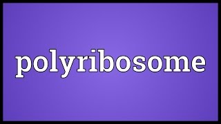 Polyribosome Meaning [upl. by Sadoff83]