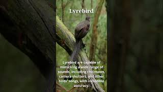 Lyrebird Unique Skill [upl. by Krause701]