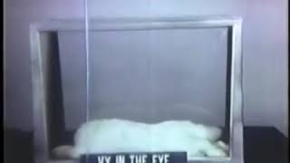 US Army Nerve Agent Weapons Experiments on Rabbits [upl. by Dwain761]