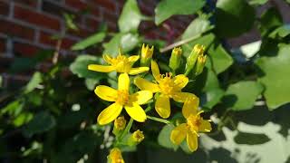 Senecio angulatus Algerian senecio  Fast growing winterflowering vine [upl. by Cleveland333]