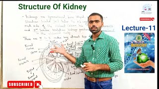 Structure Of Kidney  Urinary System of Man  Homeostasis  Lecture1112th Bio Sindh text Book [upl. by Fannie]