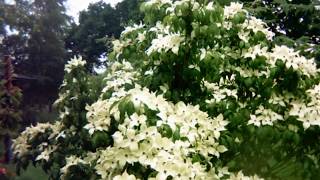 Cornus kousa China Girl Timelapse [upl. by Ingemar597]