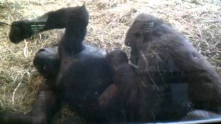 Gorillas making love at the Woodland park zoo [upl. by Eusoj308]