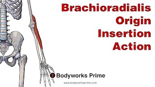 Brachioradialis Anatomy Origin Insertion amp Action [upl. by Maddalena]