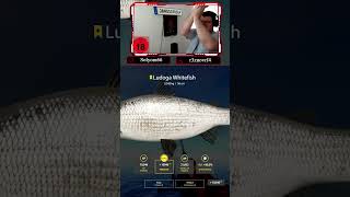 🎣PHK 🎣Ludoga Whitefish trophy🎣456 🎣MagyarGermany🎣 PC🎣Road to 4  janos198104 – Twitch [upl. by Baylor]