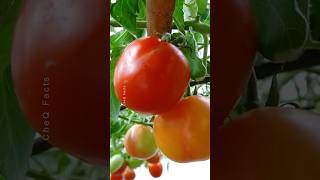 How to Grow Tomatoes at Home 🍅 Try this Technique plants farming shorts [upl. by Salli]