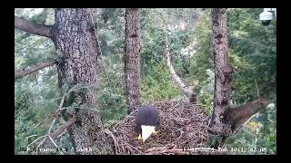 One of the Gleneagles pair pay a quick visit to check on their nest [upl. by Spalding]