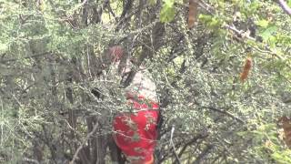 Looking for Honey with JOSEPH Laikipia Wilderness camp Kenya august 2013 [upl. by Deron]