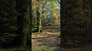 Autumn 🍁 vibes in New Forest national park UK [upl. by Jannel810]