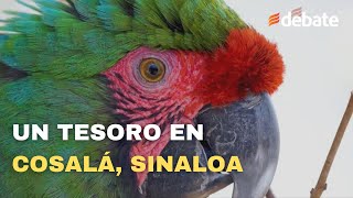 El tesoro mejor resguardado de Cosalá Sinaloa México [upl. by Fast]