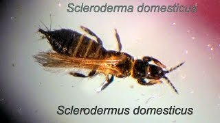 Scleroderma domesticus MACRO [upl. by Hebert]