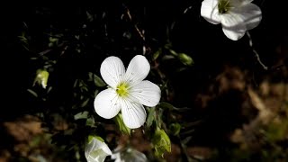 Arenaria montana Mountain sandwort [upl. by Seigel801]