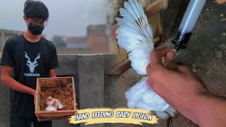 Baby Pigeons Ko Adopt Kar Lea ☺️❤️  Pets Zone [upl. by Wycoff]