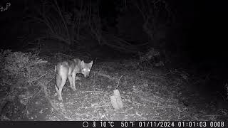 Il sentiero dei Lupi Appenninici  Italian Wild Apennine [upl. by Tap783]