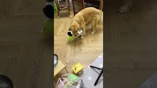 Even puppies cant stand domestic violence Golden retriever thin dog cute pet daily record [upl. by Aztiray]