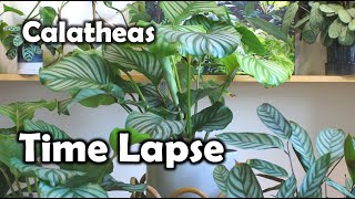 Calathea orbifolia TimeLapse Prayer Plant [upl. by Adivad]