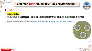 5 Common fungi found in soil fungi mycology microbiology raqbamicrohub [upl. by Nyllewell450]