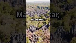 TheLandOfThornsTsingyDeBemarahaMadagascarWildlifeExtremeNature MadagascarWildlife Nature [upl. by Notsur]