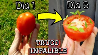 🍅 CIENTOS de TOMATERAS en 5 DÍAS  Germinar TOMATES del SUPERMERCADO Sembrar y plantar tomates [upl. by Rednijar886]