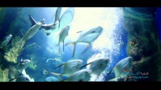 Fakieh Aquarium Documentary [upl. by Kettie480]