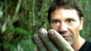 Worlds Biggest Ant  Bullet Ant  Deadly 60  BBC Earth [upl. by Ennovihc]