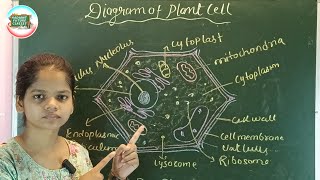 Diagram of Plant Cell  Plant Cell  How to draw plant cell  Biology project  By Sweta Kashyap [upl. by Aenit]