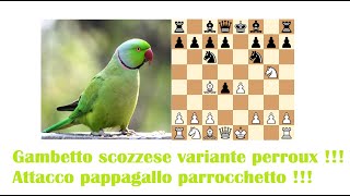 Gambetto scozzese variante perroux  Attacco pappagallo parrocchetto [upl. by Tobey446]