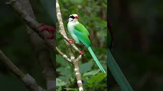 Bornean Green Magpie greenbird rainforestsounds birdlovers [upl. by Ahsenot]