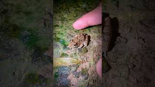 sound of catching the last funny frog  tep longheng funny frog [upl. by Reklaw]