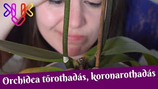 Orchidea tőrothadás koronarothadás  Mit tehetsz hogy megmentsd az orchideád [upl. by Arda]