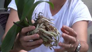 How To Replant Orchids [upl. by Nibbor]