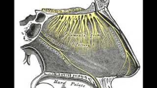 Olfactory Nerve [upl. by Anderea701]