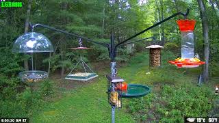 LGR Bird Feed  September 7 2024 [upl. by Hort42]