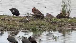 Waders at RSPB Rainham Marshes 210723 [upl. by Beeck]