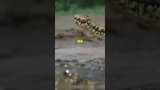 8 oldest crocodiles in the world facts wildlifeinfo crocs aquaticcreatures ancient reptiles [upl. by Slein]