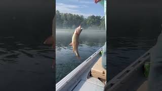 Trout Fishing with Cotter Trout Dock July 29 2023 [upl. by Yauqaj309]