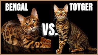 Bengal Cat VS Toyger Cat [upl. by Eidas]