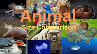 Animal Size Showdown Comparing the Worlds Largest and Smallest Creatures [upl. by Armington]