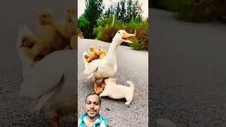 Had Ho Gaya duck funny cute animals elephant funnyanimal comedy funnyanimals [upl. by Yborian]