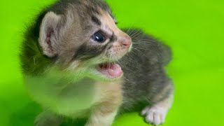 Kitten sound meowing attract to cats [upl. by Idona]