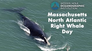 Whales Back in Cape Cod Bay as State Honors quotRight Whale Dayquot [upl. by Greenleaf]