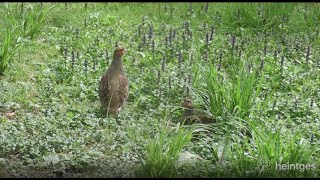 Heintges  Aufzucht und Wiedereinbürgerung von Rebhühnern [upl. by Aniled]